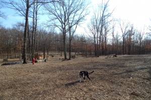 Grace in the dog park