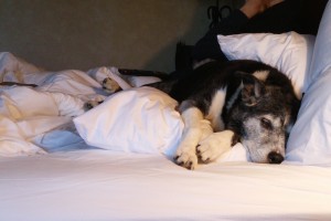 Grace at the Comfort Inn