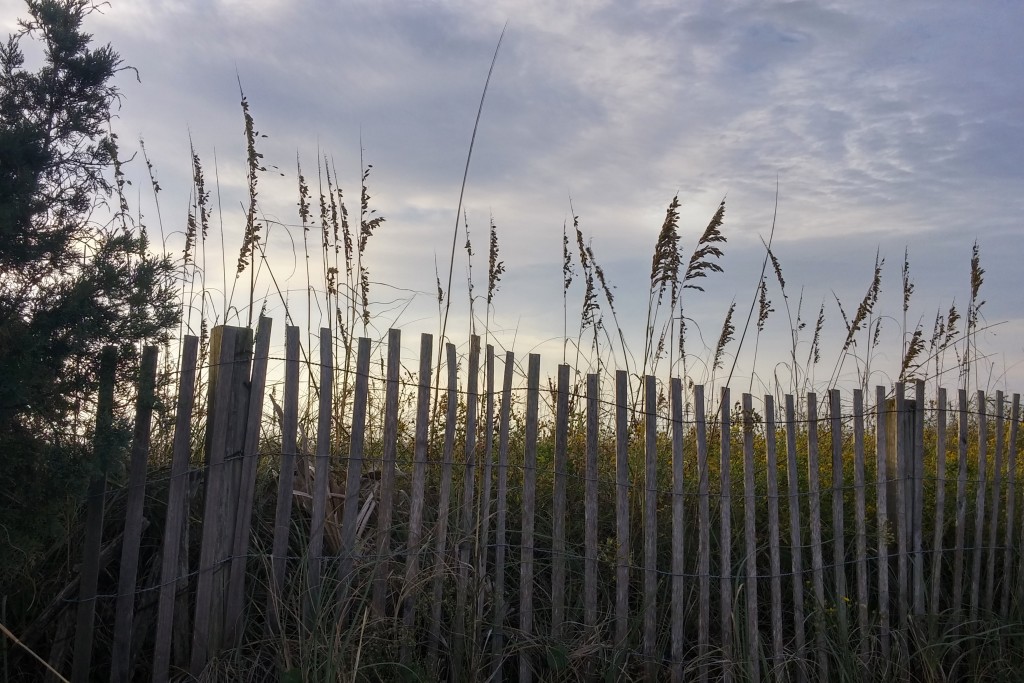 Beach grass