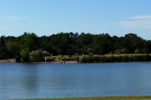 The dog park from the opposite shore