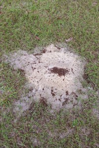 Fire ants