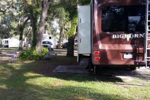 Sandhill cranes wandering by