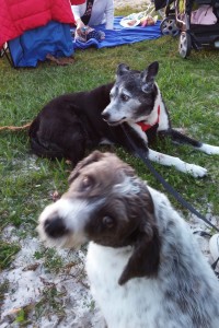 The pups at Four Freedoms Park