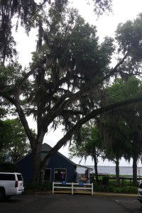 Grand Lake restaurant and tree