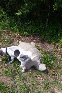 Rusty using the turtle