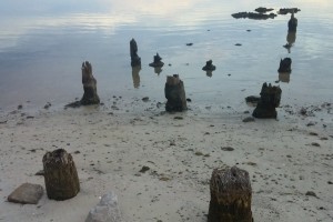 Beach stumps