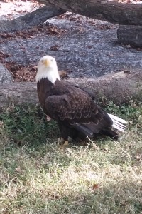 Rescued bald eagle