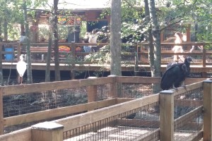 Free-range vultures