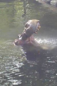 Lu getting hosed down