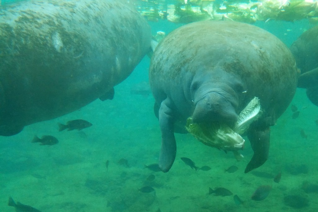 Feeding manatees