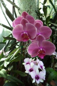 Orchids