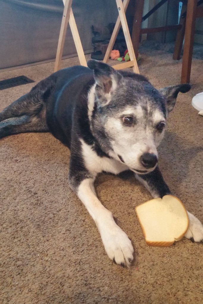 Dizzy dog with bread