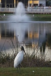 Stork at Gulf Waters