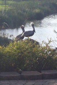 Pelicans