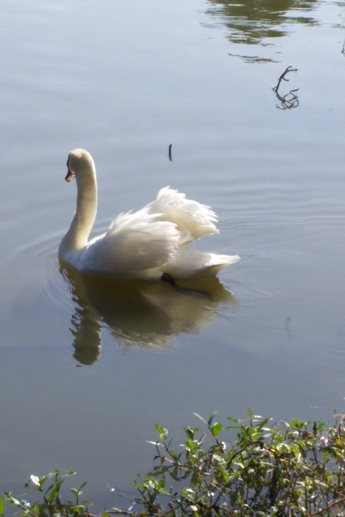 Swimming swan