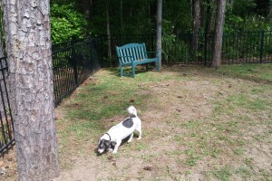 Dog park