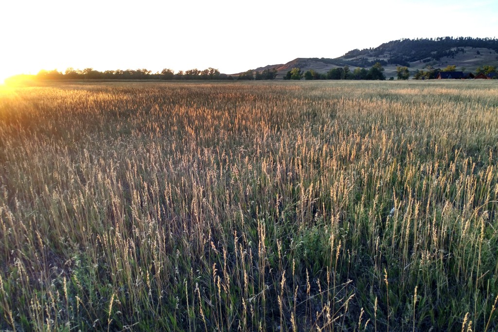 Grass at sunset