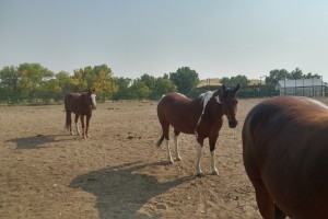 Cowboy horses at 7th Ranch