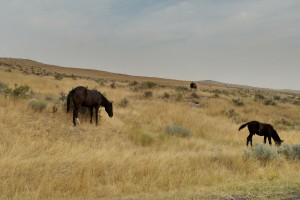 Free-range horses