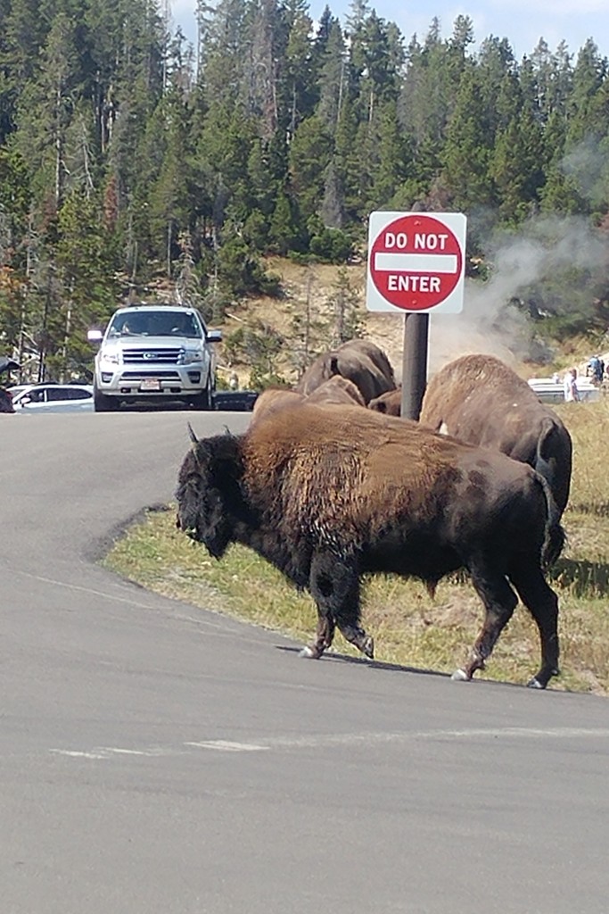 Buffalo ignoring signs
