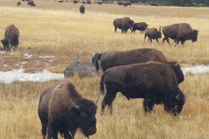 More buffalo