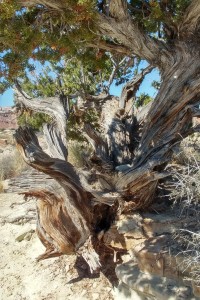 Pinyon tree?