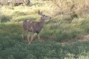 Mule deer