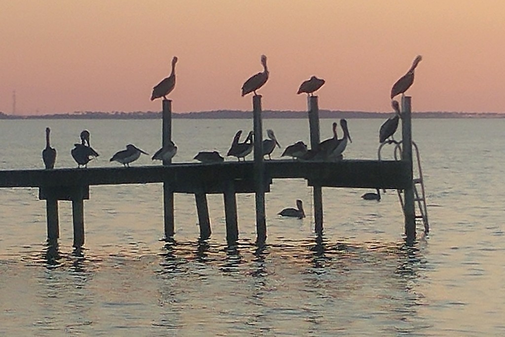 Pelicans at sunset