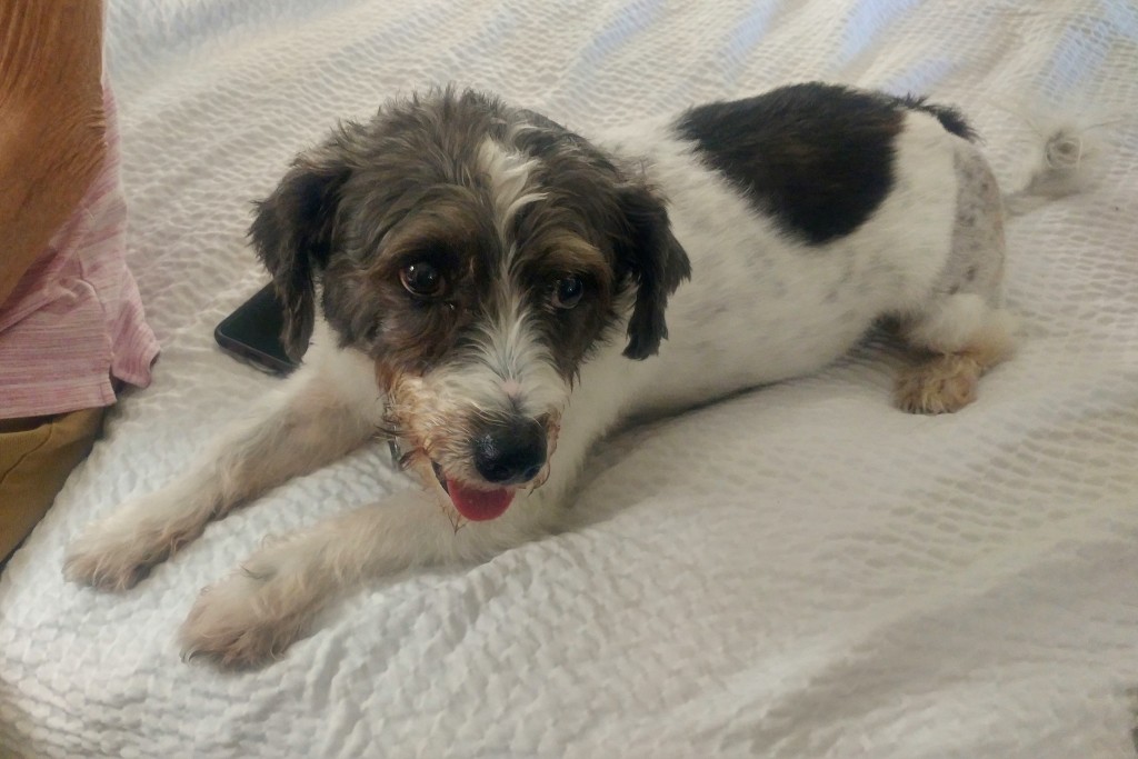 Rusty at his new home