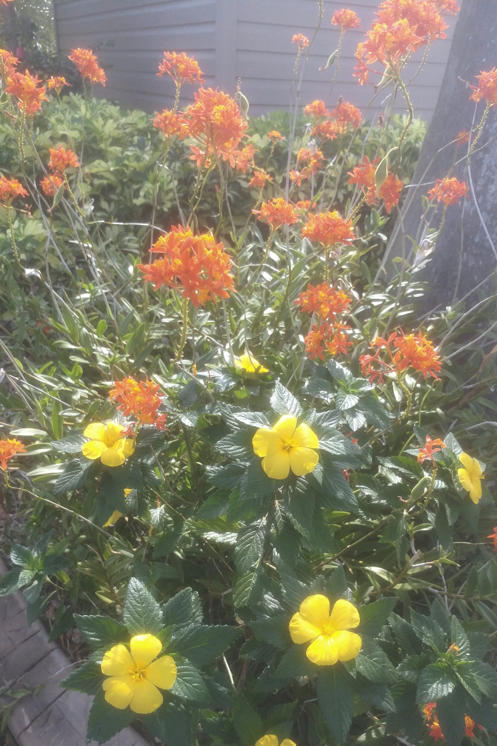 Flowers to cheer us Our Wander Years